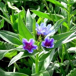 Photographie n°93727 du taxon Lithospermum gastonii Benth. [1846]