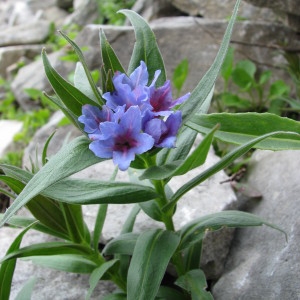 Photographie n°93729 du taxon Lithospermum gastonii Benth. [1846]