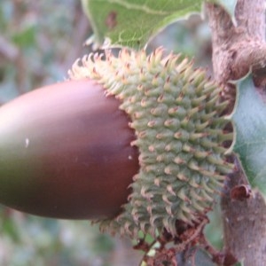 Photographie n°93744 du taxon Quercus coccifera L. [1753]