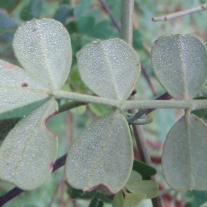 Photographie n°93747 du taxon Coronilla valentina subsp. glauca (L.) Batt. [1889]