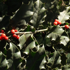 Photographie n°93752 du taxon Ilex aquifolium L.