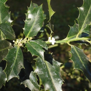 Photographie n°93757 du taxon Ilex aquifolium L.