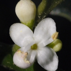 Photographie n°93761 du taxon Ilex aquifolium L.