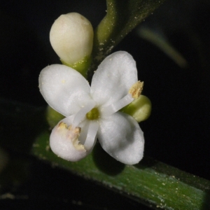 Photographie n°93762 du taxon Ilex aquifolium L.