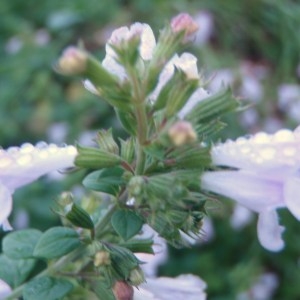 Photographie n°93774 du taxon Clinopodium nepeta (L.) Kuntze [1891]