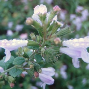 Photographie n°93775 du taxon Clinopodium nepeta (L.) Kuntze [1891]