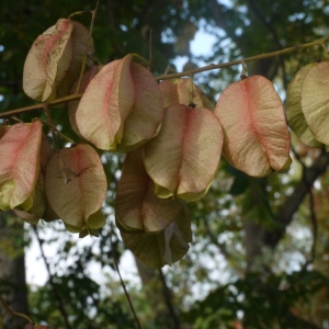 Photographie n°93776 du taxon Koelreuteria paniculata Laxm. [1772]