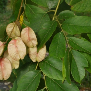 Photographie n°93778 du taxon Koelreuteria paniculata Laxm. [1772]