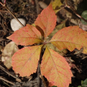 Photographie n°93798 du taxon Parthenocissus quinquefolia (L.) Planch. [1887]