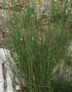 Liliane Roubaudi, le 24 octobre 2012 (Lyon)