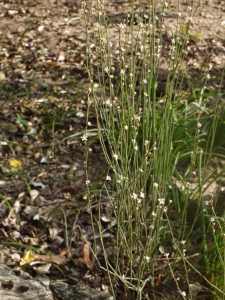 Liliane Roubaudi, le 24 octobre 2012 (Lyon)