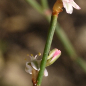 Polygonum equisetiforme Sm.