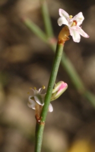 Liliane Roubaudi, le 24 octobre 2012 (Lyon)