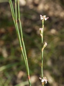 Liliane Roubaudi, le 24 octobre 2012 (Lyon)