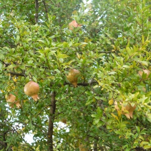 Photographie n°93816 du taxon Punica granatum L.
