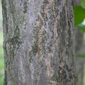 Photographie n°93819 du taxon Punica granatum L.