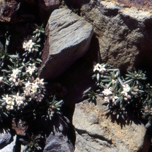 Photographie n°93832 du taxon Galium cometorhizon Lapeyr. [1818]