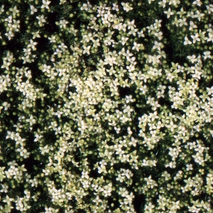 Photographie n°93833 du taxon Galium cespitosum Lam. [1792]