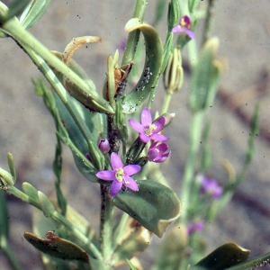 Schenkia spicata (L.) Mansion (Petite-centaurée en épis)