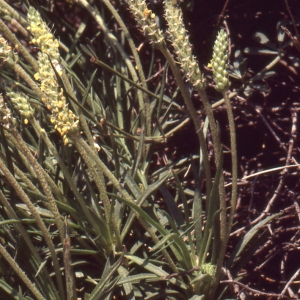 Photographie n°93857 du taxon Plantago crassifolia Forssk. [1775]
