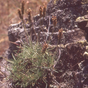 Photographie n°93858 du taxon Plantago holosteum Scop.