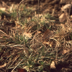 Photographie n°93859 du taxon Plantago holosteum Scop.
