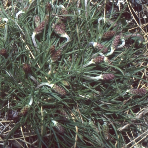 Photographie n°93860 du taxon Plantago holosteum Scop.