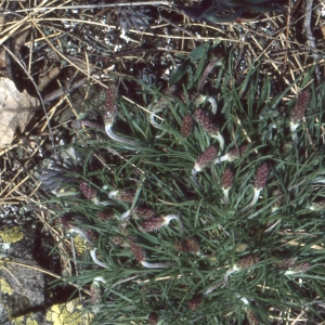 Photographie n°93861 du taxon Plantago holosteum Scop.