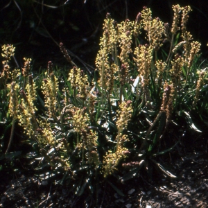 Photographie n°93866 du taxon Plantago alpina L. [1753]