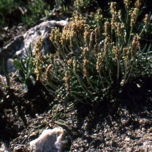 Photographie n°93867 du taxon Plantago alpina L. [1753]