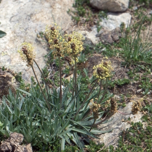 Photographie n°93869 du taxon Plantago alpina L. [1753]