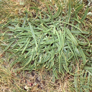 Photographie n°93877 du taxon Plantago maritima subsp. serpentina (All.) Arcang. [1882]