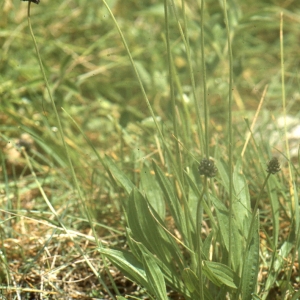 Photographie n°93884 du taxon Plantago atrata Hoppe [1799]