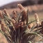  Liliane Roubaudi - Plantago albicans L. [1753]