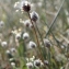  Liliane Roubaudi - Plantago lagopus L.