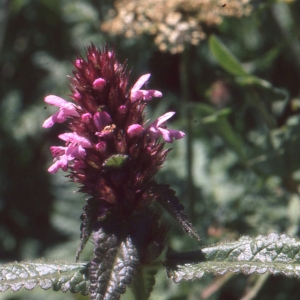 Photographie n°93915 du taxon Stachys pradica (Zanted.) Greuter & Pignatti [1980]