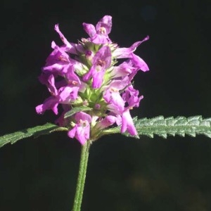 Photographie n°93920 du taxon Stachys officinalis (L.) Trévis. [1842]