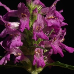 Photographie n°93921 du taxon Stachys officinalis (L.) Trévis. [1842]