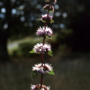 Photographie n°93924 du taxon Mentha arvensis L. [1753]