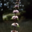  Liliane Roubaudi - Mentha arvensis L. [1753]