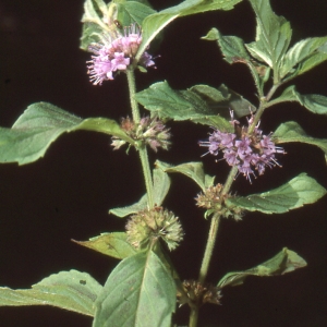 Photographie n°93925 du taxon Mentha arvensis L. [1753]