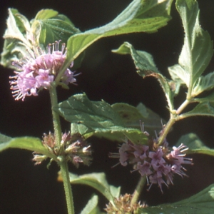 Photographie n°93926 du taxon Mentha arvensis L. [1753]