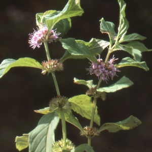 Photographie n°93927 du taxon Mentha arvensis L. [1753]