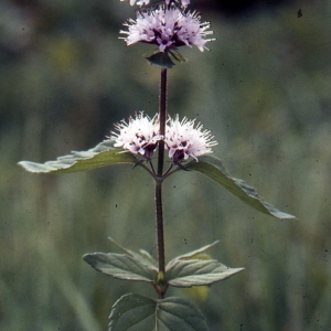 Photographie n°93930 du taxon Mentha aquatica L. [1753]