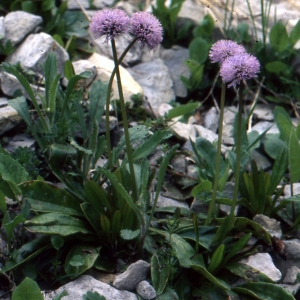 Photographie n°93931 du taxon Globularia nudicaulis L. [1753]