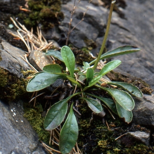 Photographie n°93932 du taxon Globularia nudicaulis L. [1753]