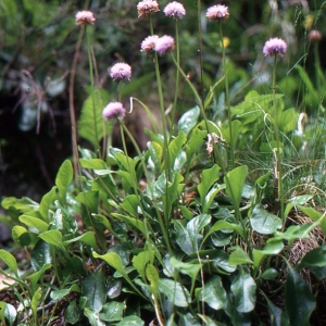 Photographie n°93934 du taxon Globularia nudicaulis L. [1753]