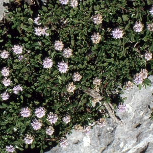 Photographie n°93935 du taxon Globularia cordifolia L. [1753]