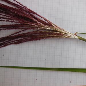 Photographie n°93946 du taxon Miscanthus sinensis Andersson