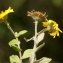  Liliane Roubaudi - Pulicaria dysenterica (L.) Bernh. [1800]